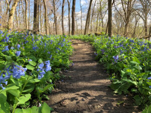 WVU Department of Biology shows off Core Arboretum's botanical beauty with Wildflower Walks